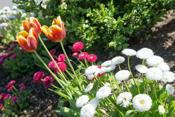 Flower bed — Stock Photo, Image