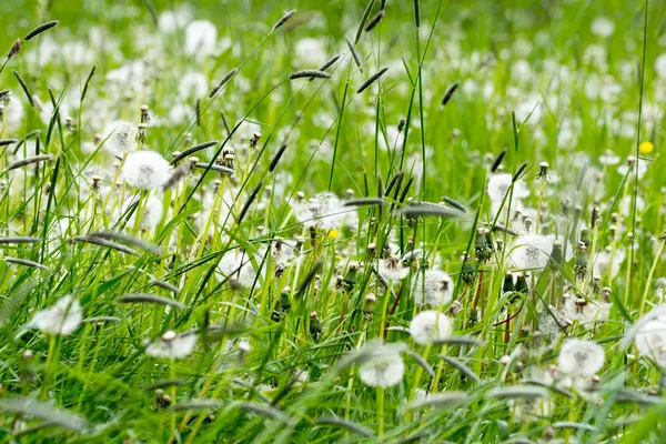 Dandelion — Stok Foto