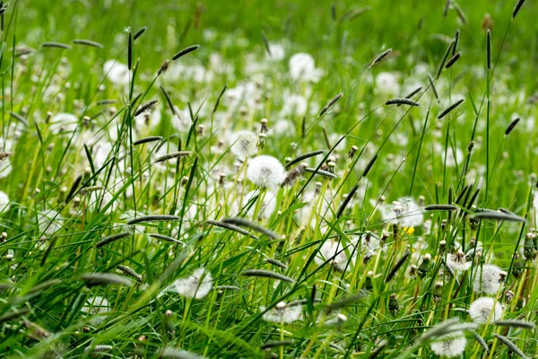 Dandelion — Stock Photo, Image