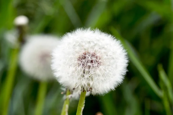 Paardebloem — Stockfoto