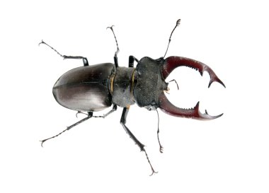 Stag beetle