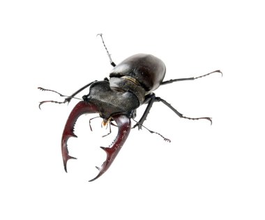 Stag beetle