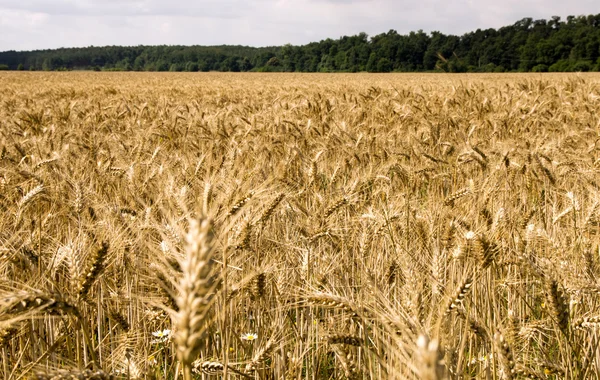 Campo d'orzo — Foto Stock