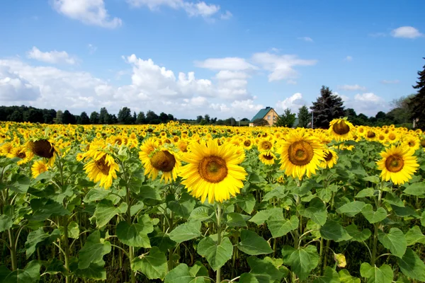 Solrosfält — Stockfoto