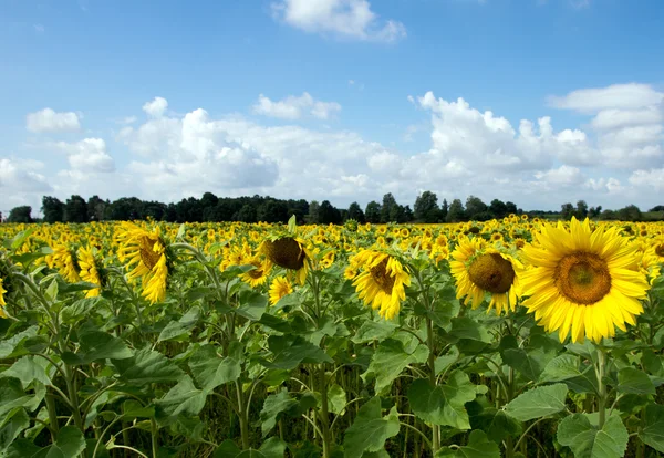 Campo de girassóis — Fotografia de Stock