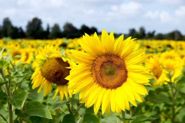 Gebied van zonnebloemen — Stockfoto