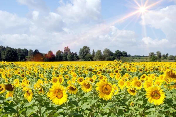 Solrosfält — Stockfoto