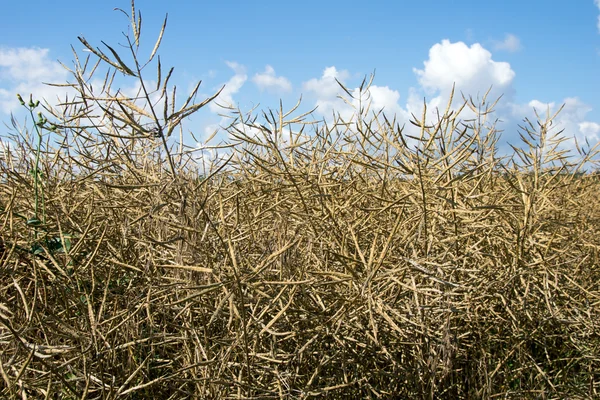 Rapeseed field — Stock Photo, Image