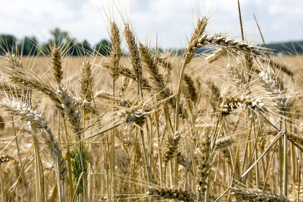 Barley field — Stock Photo, Image