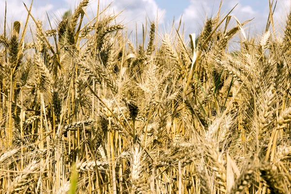 Gerst veld — Stockfoto