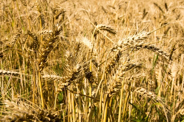 Barley field — Stock Photo, Image