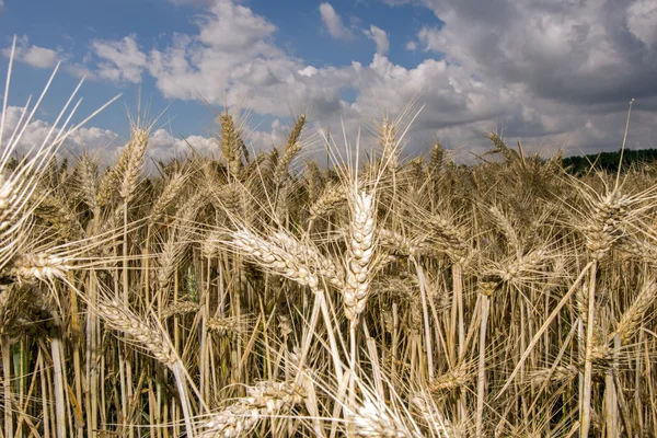 Gerst veld — Stockfoto