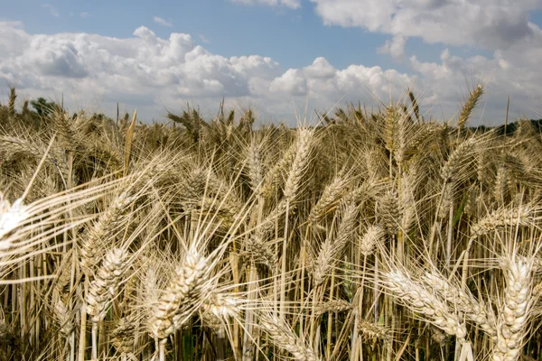 Campo d'orzo — Foto Stock