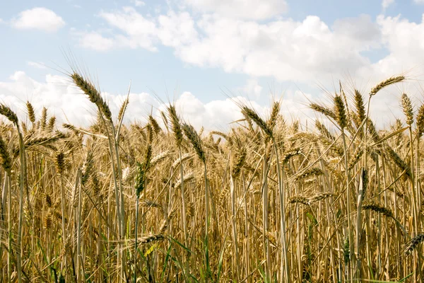 Campo d'orzo — Foto Stock