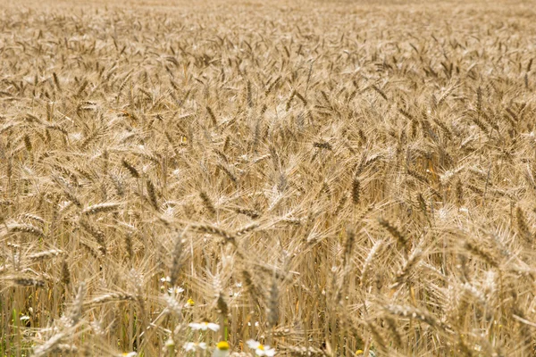 Barley field — Stock Photo, Image