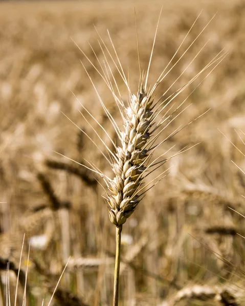 Campo d'orzo — Foto Stock