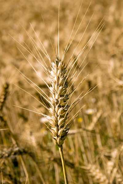 Gerst veld — Stockfoto