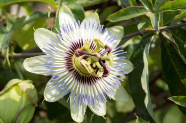 Güzel bir Çarkıfelek yakın çekim