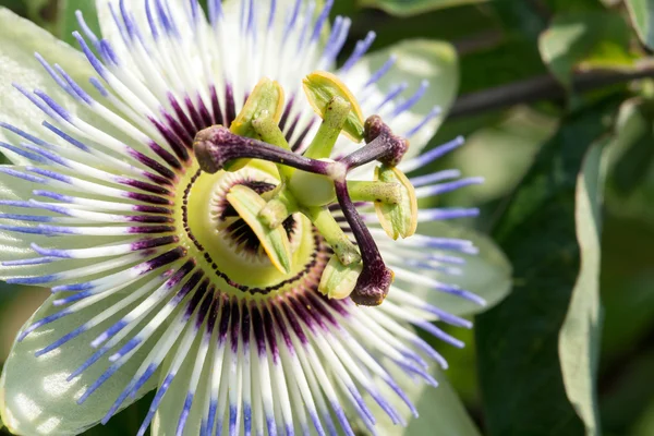 Close up of a beautiful Passionflower — Stock Photo, Image