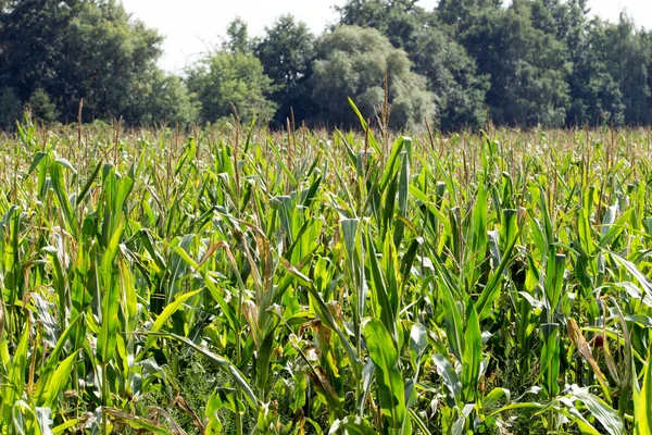 Кукурузное поле со многими кукурузными заводами — стоковое фото