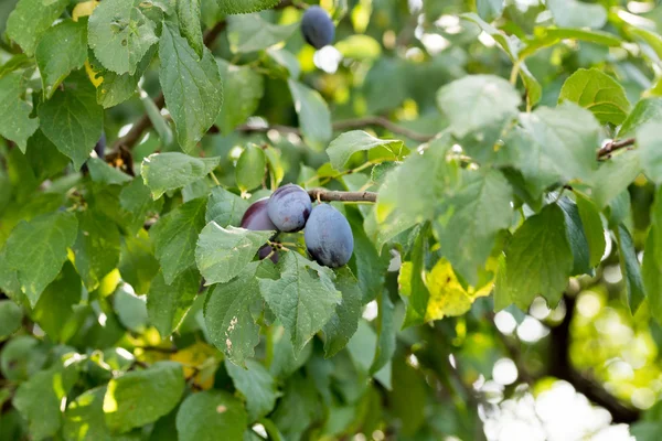 Plommon på ett plommonträd — Stockfoto