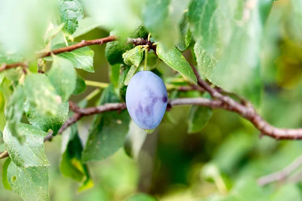 Plum on a plum tree — Stock Photo, Image
