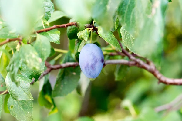 Plum op een pruimenboom — Stockfoto