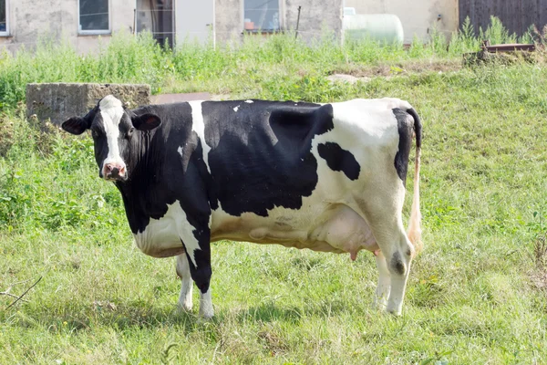 Blanco y negro Vaca en un pasto — Foto de Stock