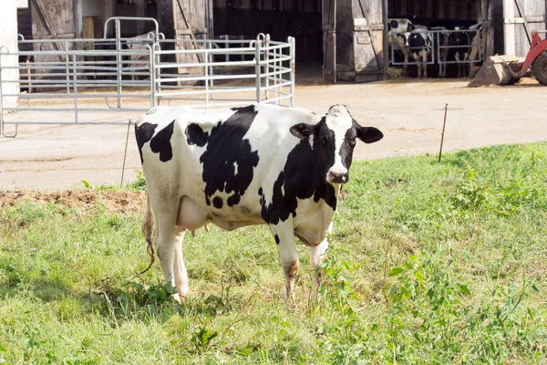 Vaca preta e branca em um pasto — Fotografia de Stock