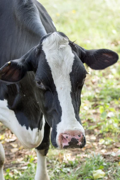 Zwart-wit koe op een weiland — Stockfoto