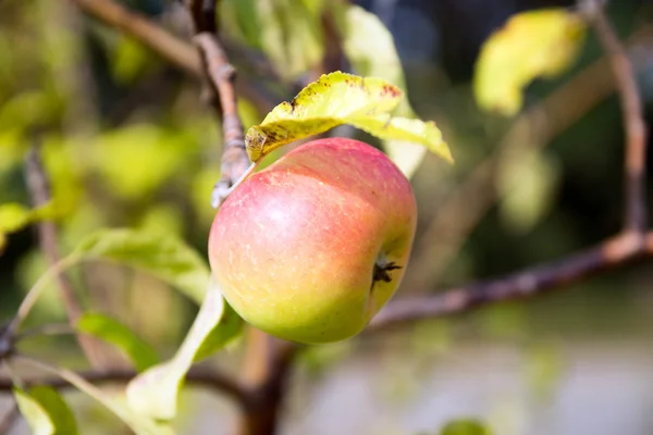 An apple on an apple tree — Stock Photo, Image