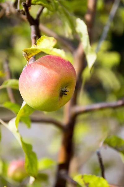 Ein Apfel auf einem Apfelbaum — Stockfoto