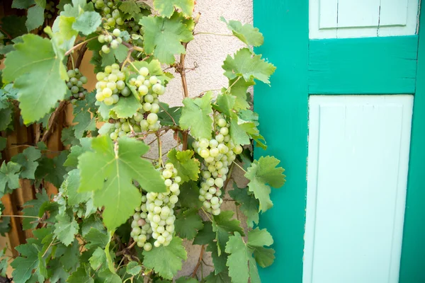 Green grape vine with many grapes — Stock Photo, Image