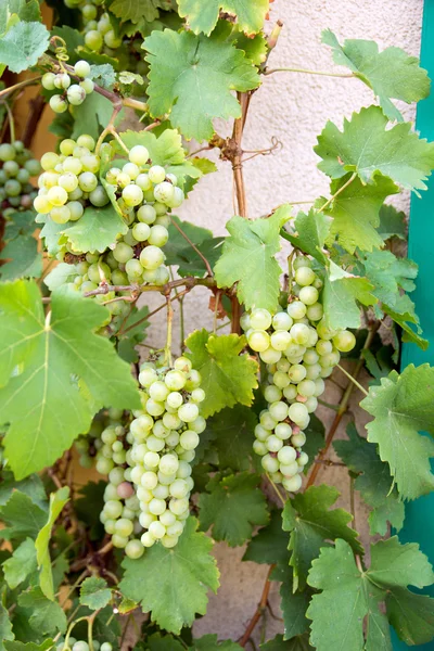 Videira de uva verde com muitas uvas — Fotografia de Stock