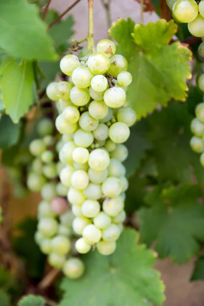 Green grape vine with many grapes — Stock Photo, Image
