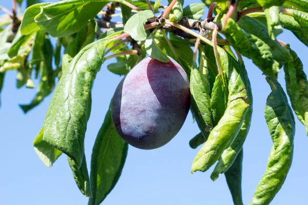 Pflaume auf einem Pflaumenbaum — Stockfoto