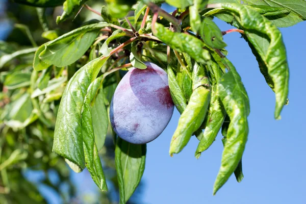 Pflaume auf einem Pflaumenbaum — Stockfoto