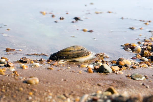 Agua y muchas piedras con concha —  Fotos de Stock