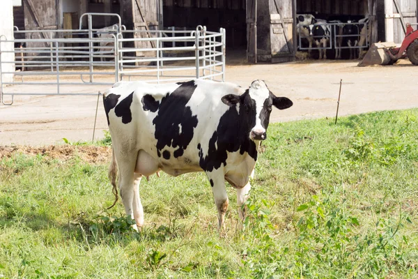 Zwart-wit koe op een weiland Stockfoto