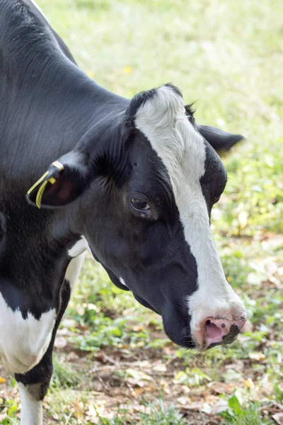 Vaca preta e branca em um pasto Fotos De Bancos De Imagens