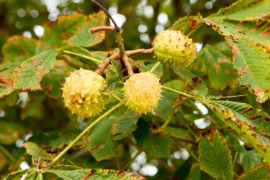 Olgunlaşmış meyve ile kestane ağacı