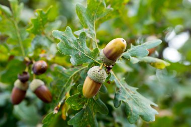 Oak meşe palamudu ile
