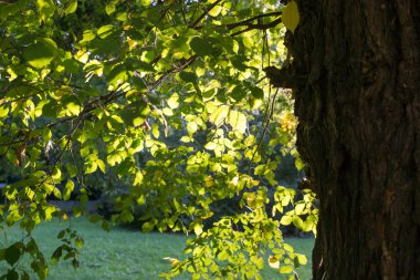 güneş ışığı ve yaprakları
