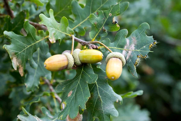 Oak meşe palamudu ile — Stok fotoğraf