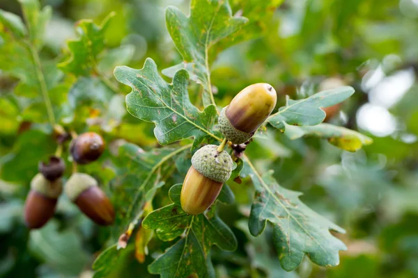 Oak meşe palamudu ile — Stok fotoğraf