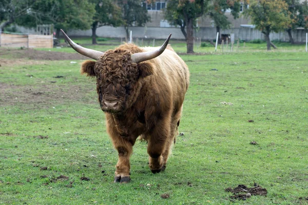 Highland kráva pasoucí se na louce — Stock fotografie