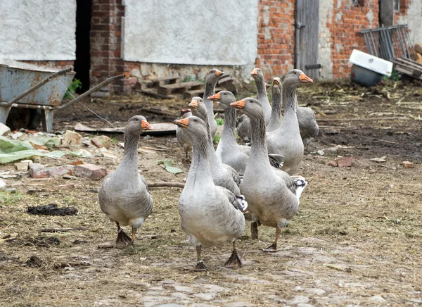 Geese on a farm — Stock Photo, Image