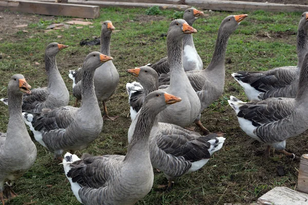 Geese on a farm — Stock Photo, Image