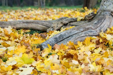 Birçok renkli yaprakları sonbaharda bir çimenlikte