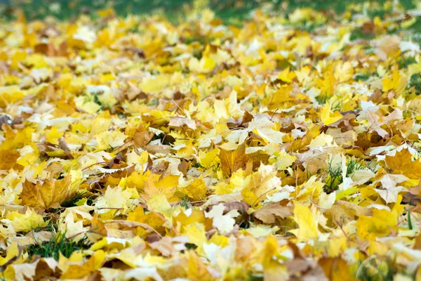 Muchas hojas coloridas en un césped en otoño —  Fotos de Stock